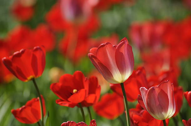 тюльпаны - gartenblume стоковые фото и изображения