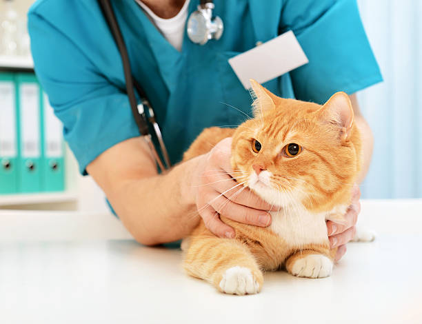 istock vet and a beautiful British cat 491896805