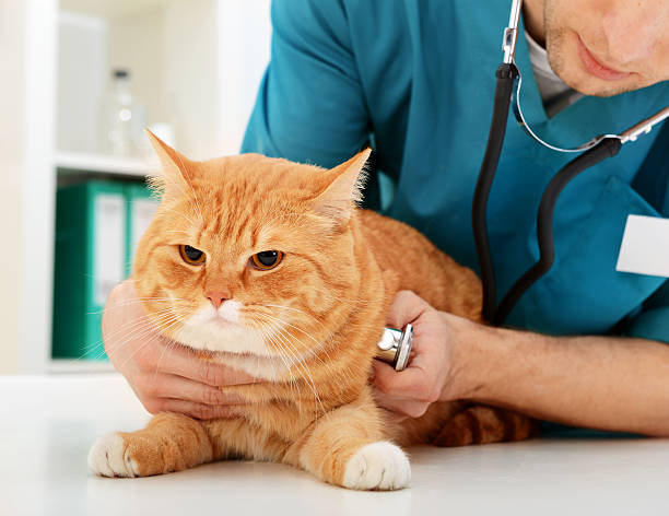 istock vet and a beautiful British cat 491896809