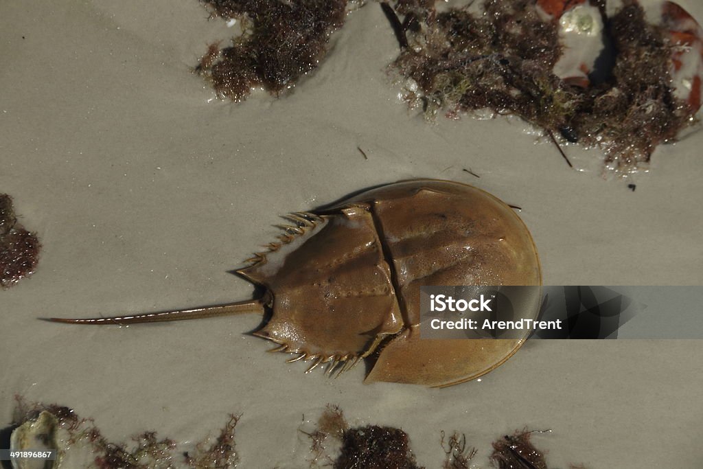 Horseshoe Crab Horseshoe Crab (Limulidae) Horseshoe Crab Stock Photo