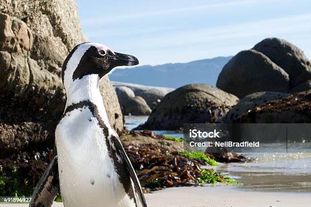 Foto de Spheniscus Demersus e mais fotos de stock de Anfíbio - Anfíbio, Cidade do Cabo, Colônia - Grupo de Animais