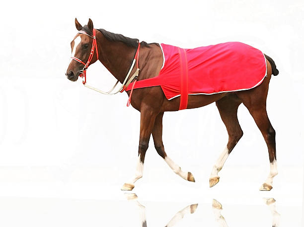 Retrato de um cavalo de corrida - foto de acervo