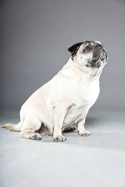 istock Pug dog isolated on grey background. Studio shot. 491897655