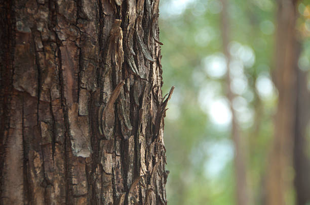 Intricate details of a tree trunk’s bark, the weathered surface with its natural patterns and earthy tones. The organic composition showcases rough textures, subtle streaks, and cracks, making it ideal for use in backgrounds, wallpapers, or design elements