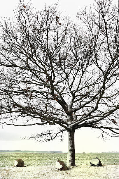 冬の時間に古い裸のオーク - bare tree tree single object loneliness ストックフォトと画像