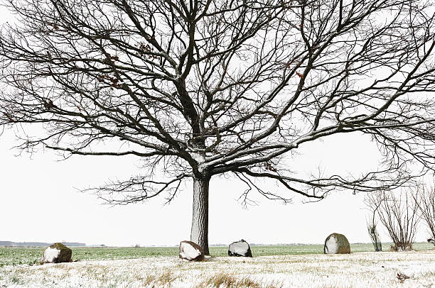 古い裸オーク材の冬の時間 - bare tree tree single object loneliness ストックフォトと画像