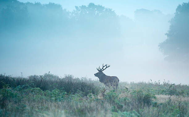 istock Red Deer (Cervus elaphus) stag in the fog 491904908