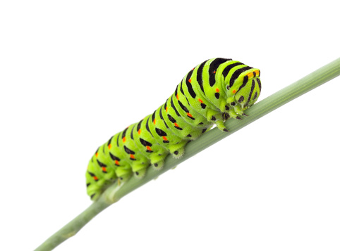 Machaon caterpillar on dill. Isolated on white background 