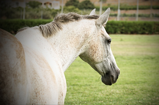 Close-up of a horse in the south of France