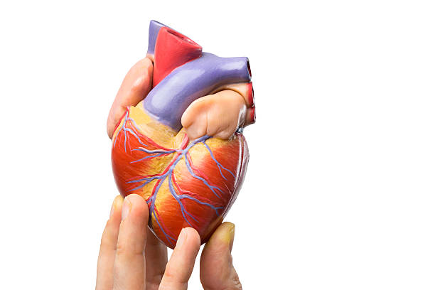 Fingers showing model human heart on white stock photo