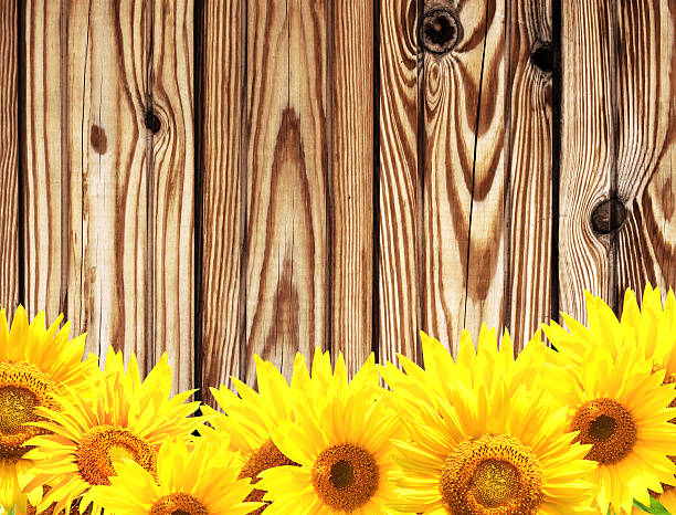 istock Wooden texture and border with yellow sunflowers 491907664