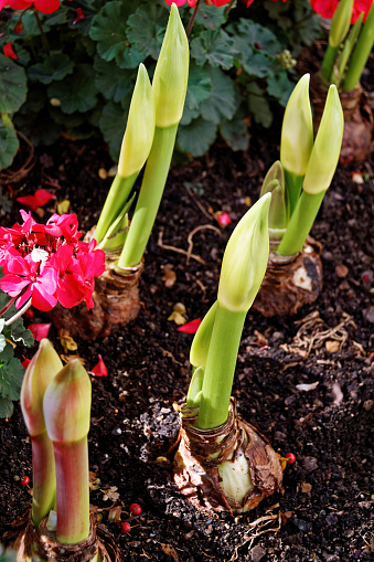 Amaryllis sprouting out of the ground - S.D.O.F.