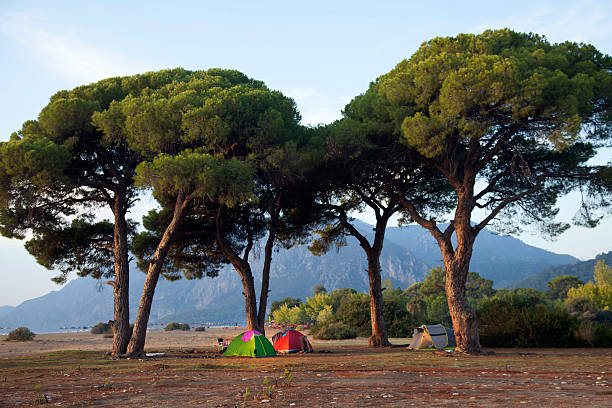 camping unter dem big pine trees in der türkei - camping mobile home vacations tent stock-fotos und bilder