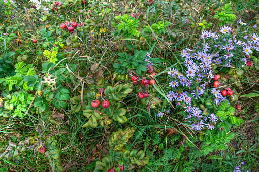 Some Details of colorful autumn plants
