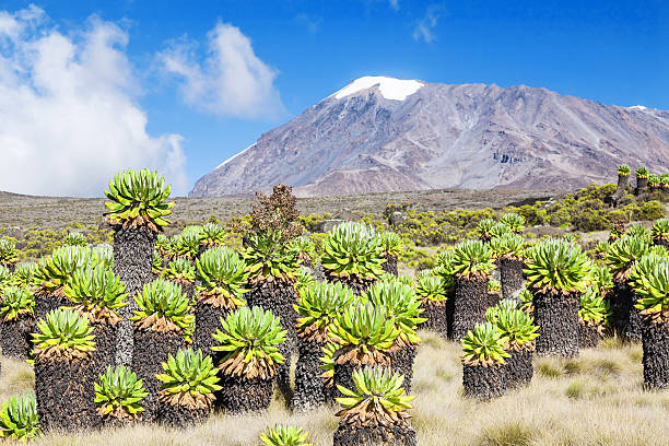 Mt. Kilimanjaro stock photo