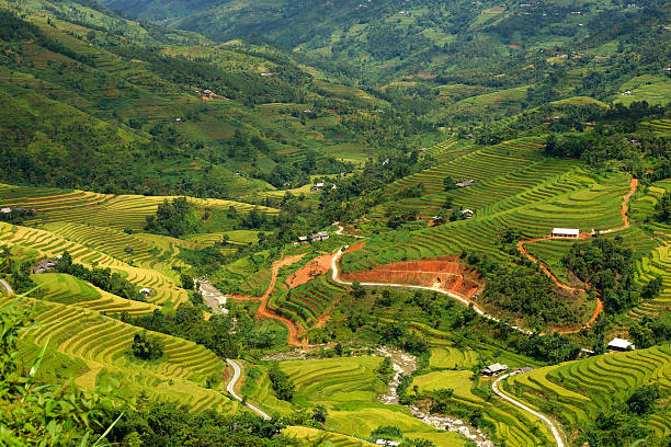 istock Terraced fields in Hoang Su Phi, Ha Giang, Vietnam. 491910212