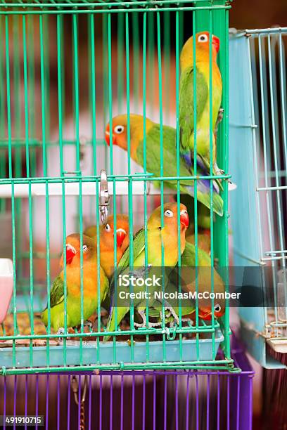 Fischer Lovebirds Para La Venta Foto de stock y más banco de imágenes de Acorralado - Acorralado, Actividad comercial, Aire libre