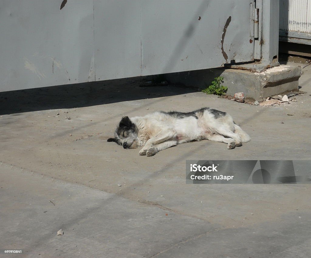 stray dogs on street stray dogs on street at day Animal Stock Photo