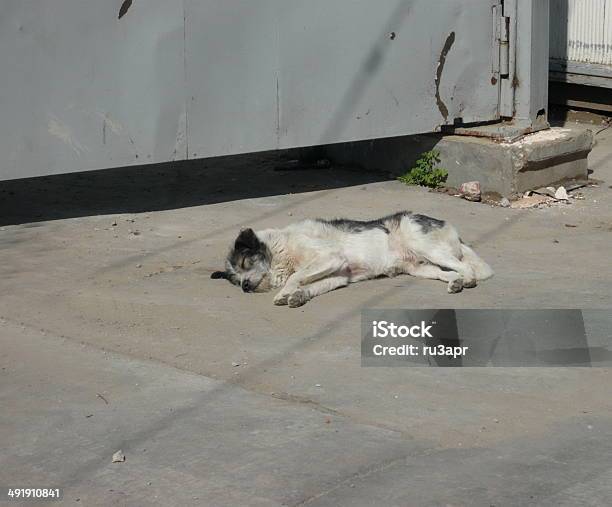 Stray Dogs On Street Stock Photo - Download Image Now - Animal, Asphalt, Assistance