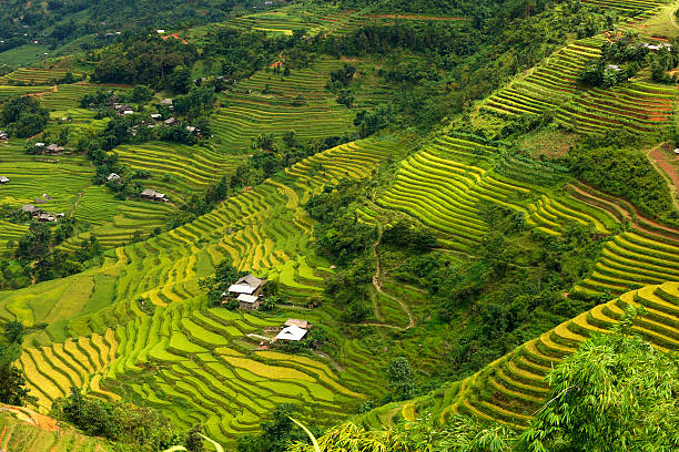 istock Terraced fields in Hoang Su Phi, Ha Giang, Vietnam. 491910876