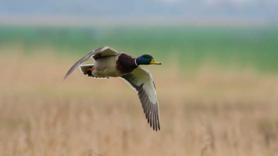 Wild duck flying in his habitat