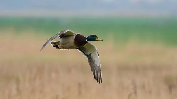 Photo of Duck in flight