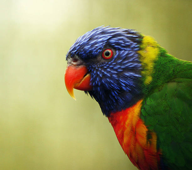 istock Portrait of a brightly coloured parrot 491911433