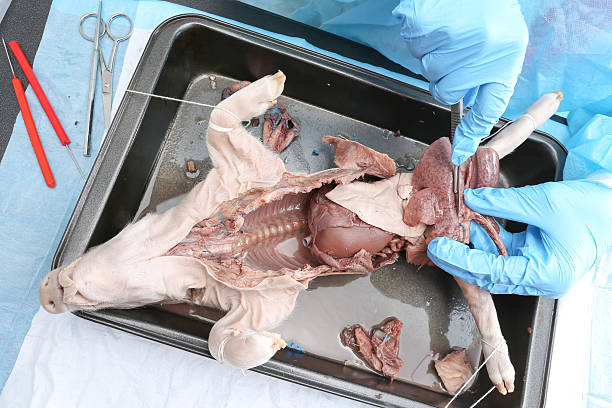 College students or scientists conduct biology research on pig eye tissue. Multi-ethnic group.