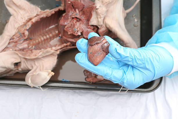 Hands with gloves holding a fetal pig heart