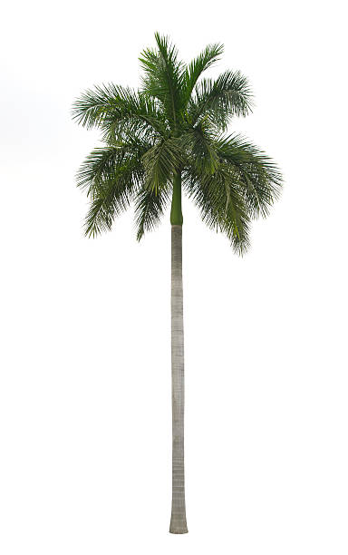 Royal palm isolated on white background stock photo