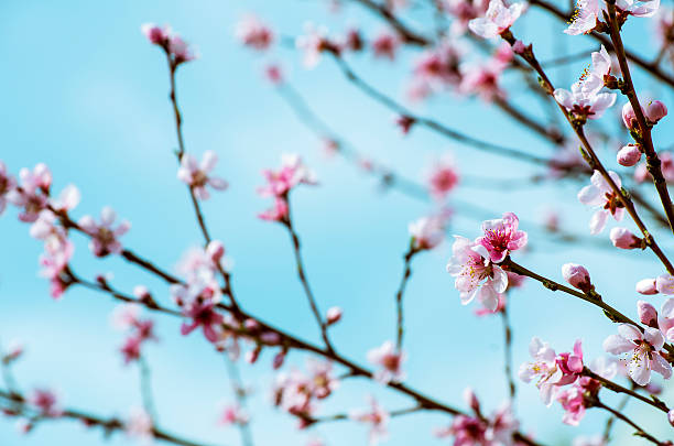 Cherry Blossoms - pink sakura flowers on blue sky background stock photo