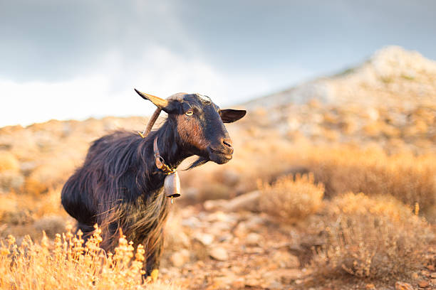 Wild goat