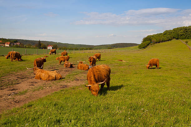 istock The herd of aberdeen angus on spring meadow 491912165