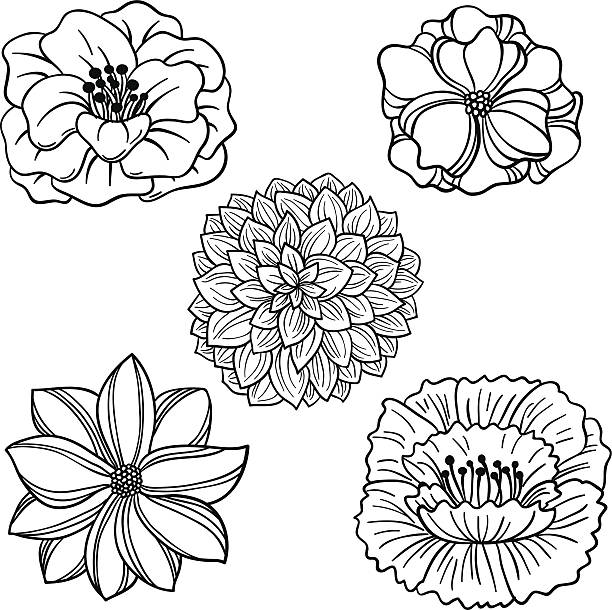 illustrations, cliparts, dessins animés et icônes de collection de fleurs en noir et blanc - flower head sunflower chrysanthemum single flower