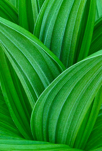 istock Veratrum album 491912835