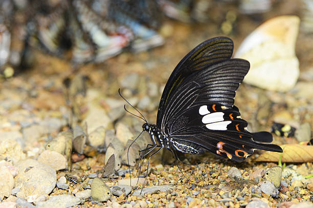 istock Butterfly, Phetchburi Thailand 491912903