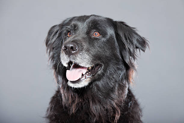 istock Old flatcoated retriever dog isolated on grey background. Studio shot. 491913287