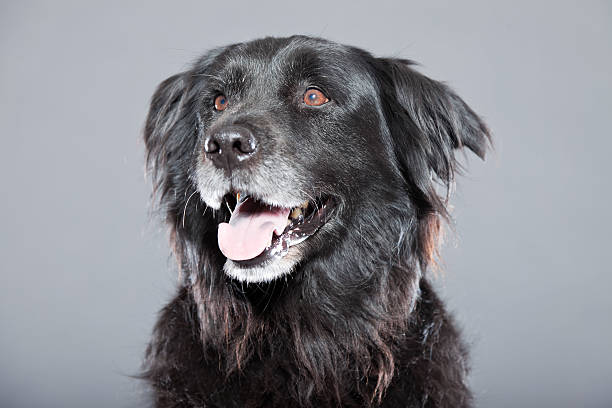 istock Old flatcoated retriever dog isolated on grey background. Studio shot. 491913297