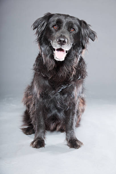 istock Old flatcoated retriever dog isolated on grey background. Studio shot. 491913325