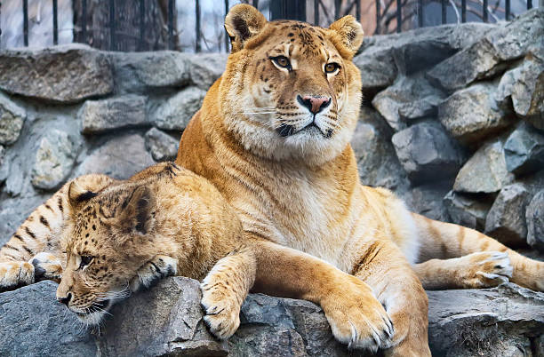 mother and cub mother and cub liger stock pictures, royalty-free photos & images