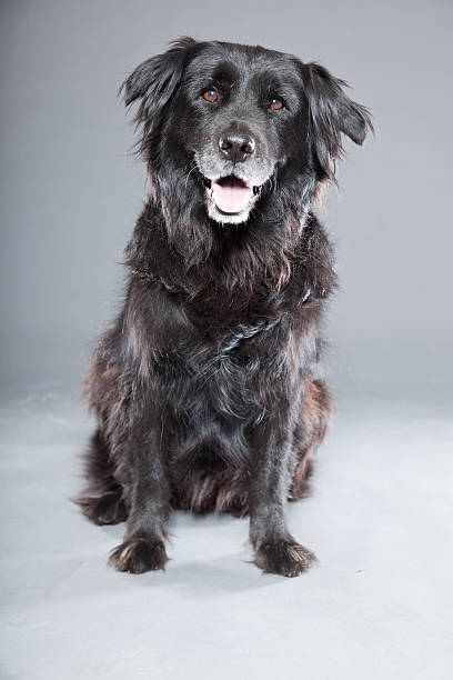 istock Old flatcoated retriever dog isolated on grey background. Studio shot. 491913399