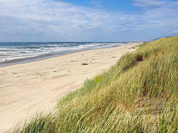 istock Beach Ocean European Beachgrass Sand Florence Oregon Area 491914557