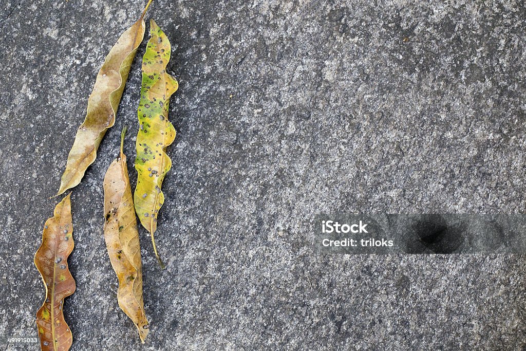 Close-up of dry leaves on road Autumn Leaves Asphalt Stock Photo