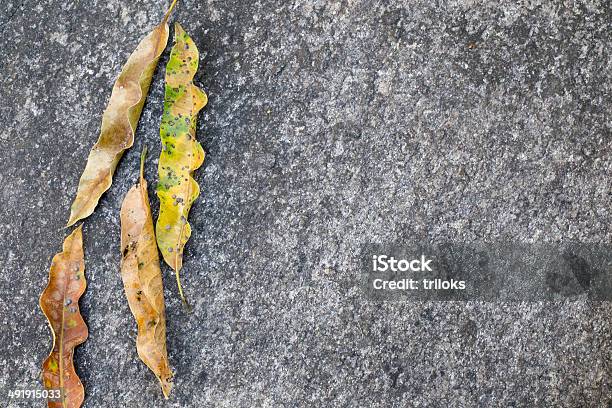 Closeup Of Dry Leaves On Road Stock Photo - Download Image Now - Asphalt, Autumn, Beauty
