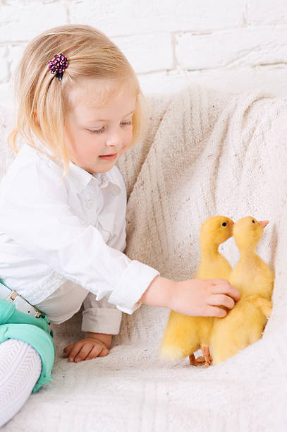 istock Cute baby girl touching ducklings 491915143