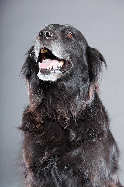 istock Old flatcoated retriever dog isolated on grey background. Studio shot. 491915361