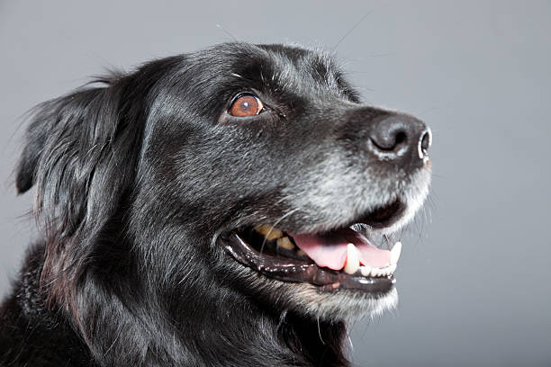 istock Old flatcoated retriever dog isolated on grey background. Studio shot. 491915363