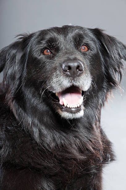 istock Old flatcoated retriever dog isolated on grey background. Studio shot. 491915367