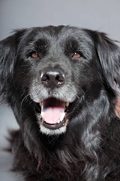 istock Old flatcoated retriever dog isolated on grey background. Studio shot. 491915375