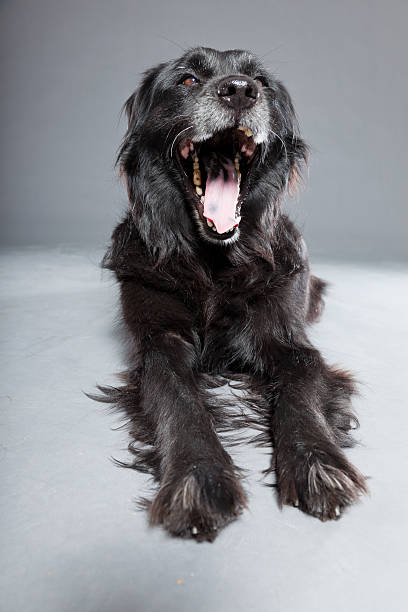 istock Old flatcoated retriever dog isolated on grey background. Studio shot. 491915387